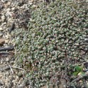 small seeded spurge or smallseed sandmat
